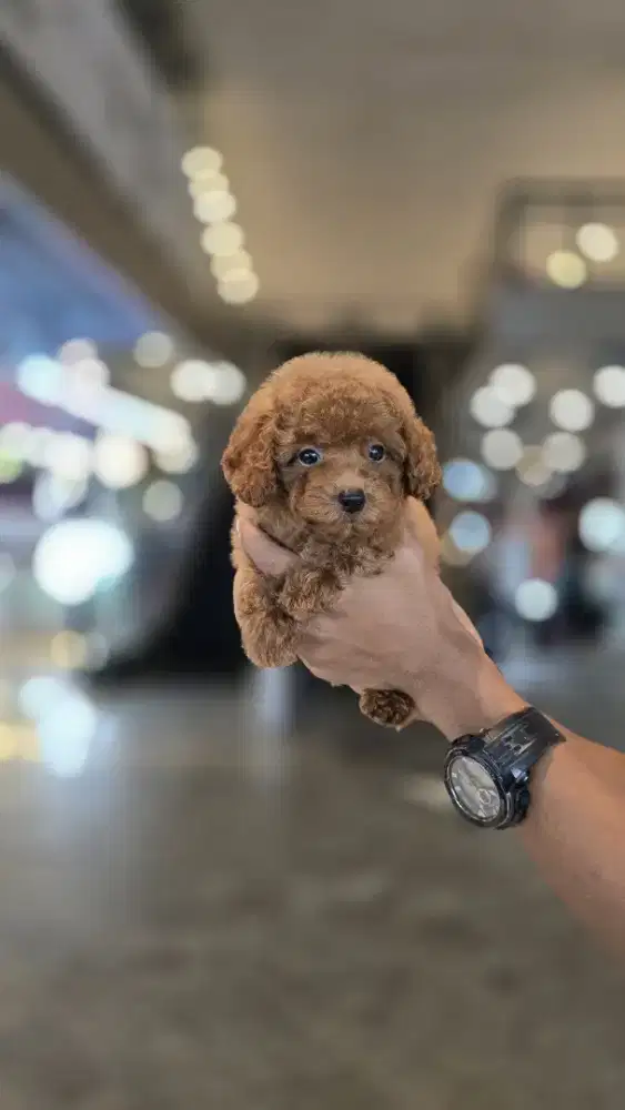 Red tiny poodle jantan