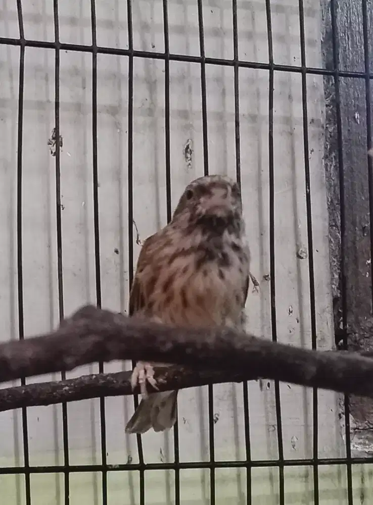 Blackthroat Betina siapan tembean