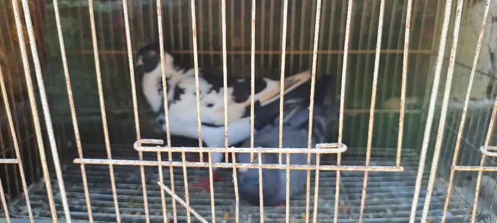 Burung Pos Recing Istimewa dan Dara Kolong Istimewa