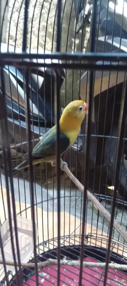 Burung love bird jantan fulset berisik