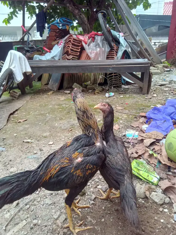 Ayam bangkok asli birma umur 7 satu pasang