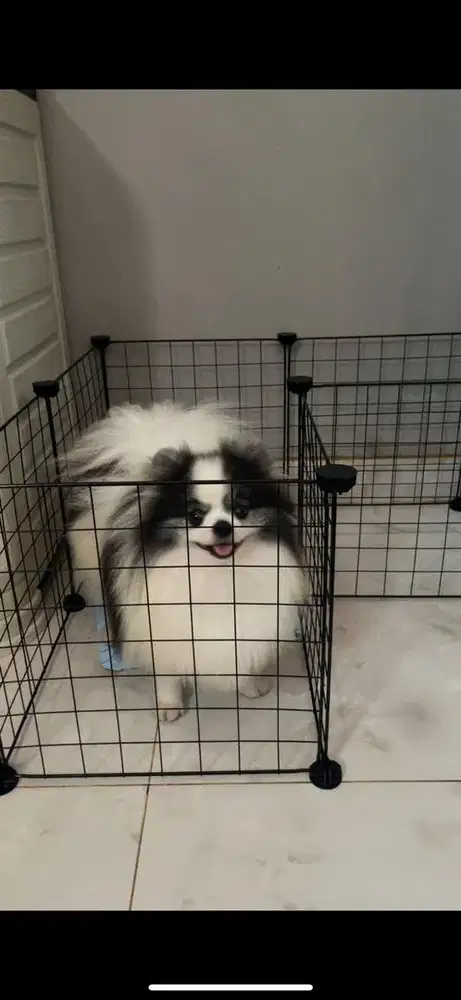 Minipom pomeranian jantan