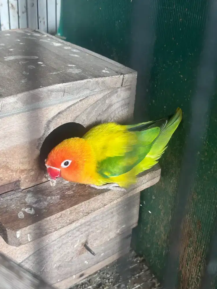 Biola green edge jantan dewasa