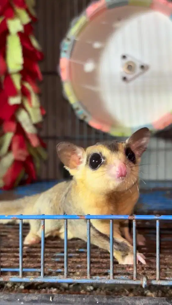 Sugar Glider WhiteFace jantan