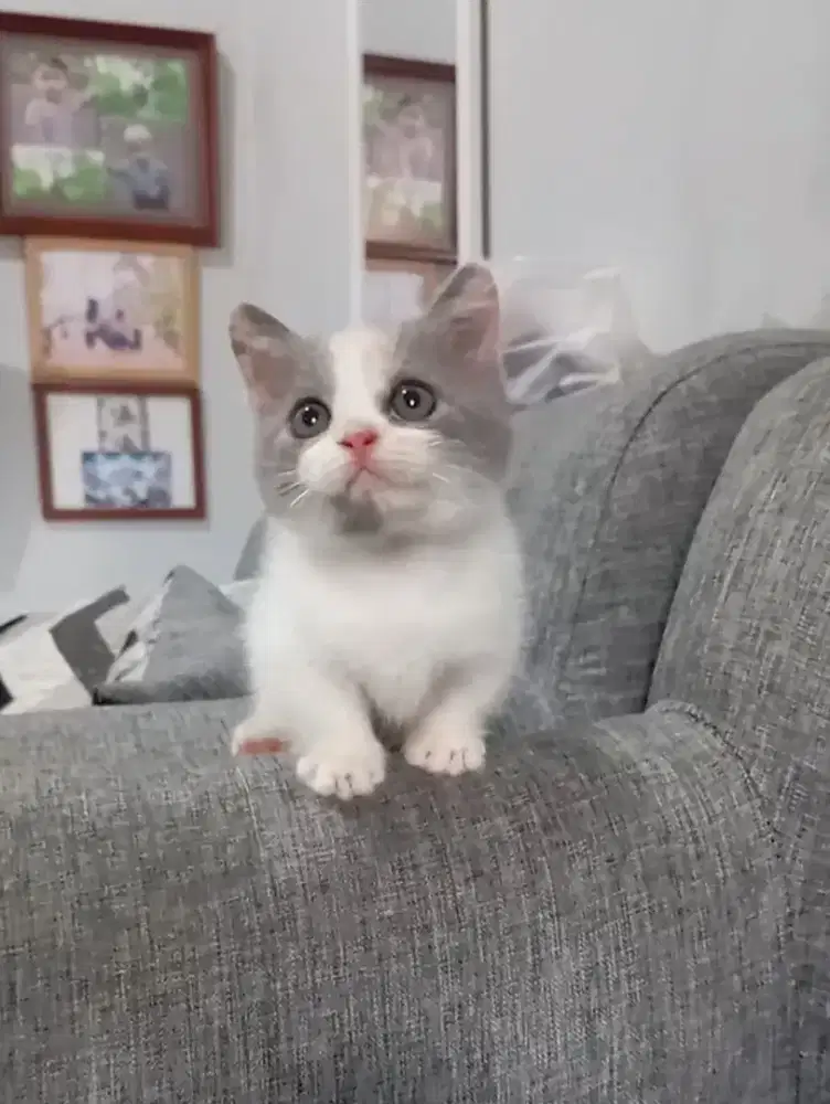 BSH Munchkin calico dilute 2 bulan setengah