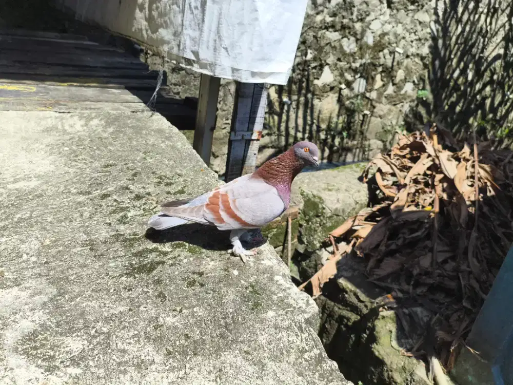 Burung klabu silver jembros gabruk