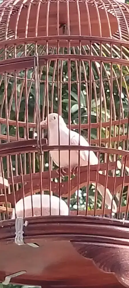 Jual burung perkutut putih lurik gacor murah meriah