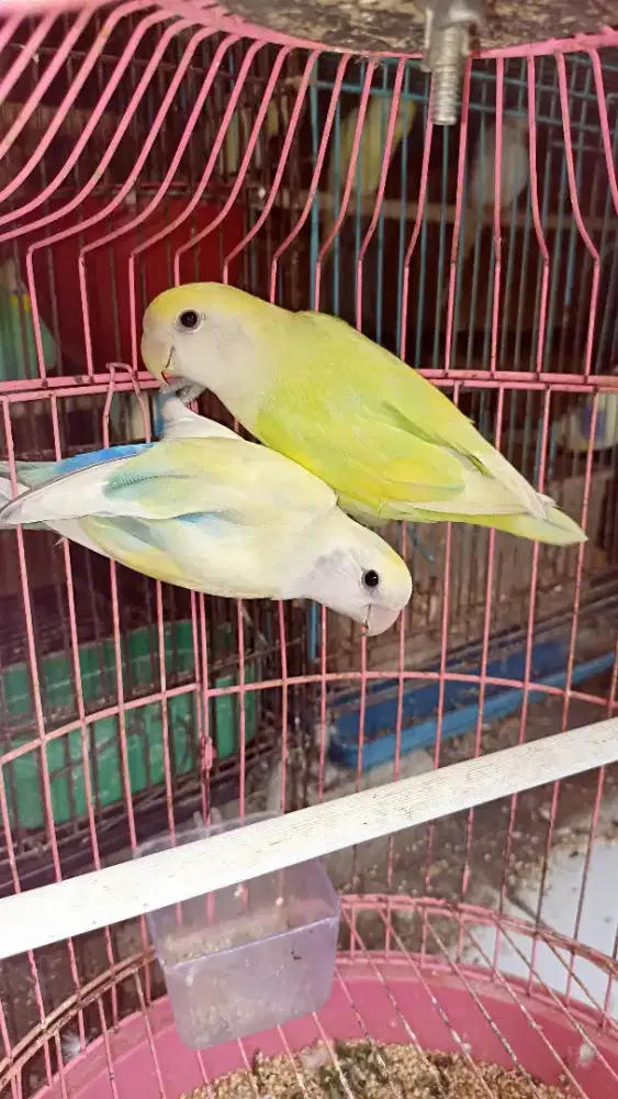 Sepasang NK lengkap dna