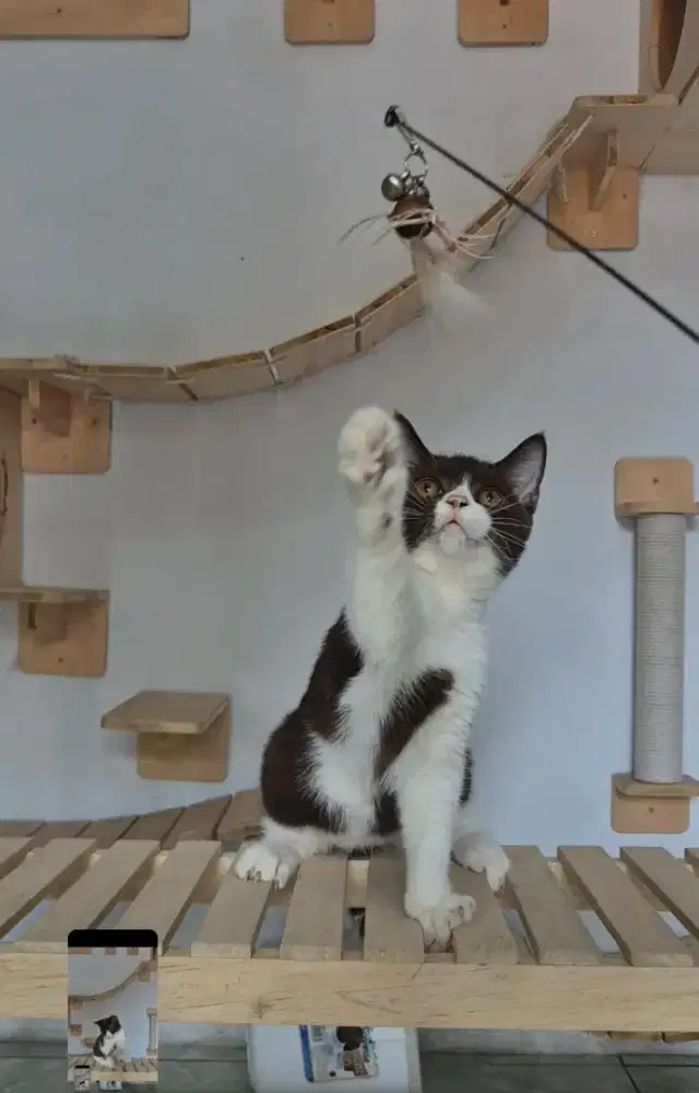 Bsh coklat bico Jantan