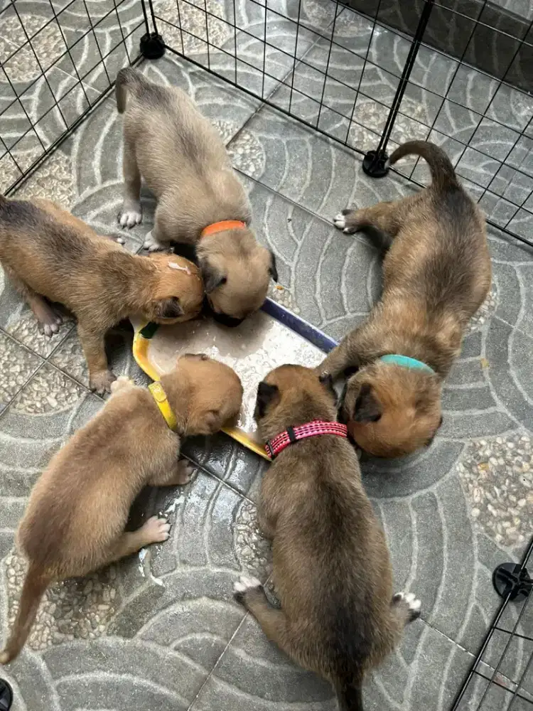 Puppies umur 1 bulan mix pitbull xbhusky