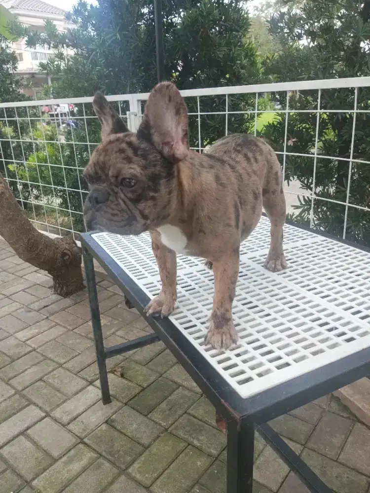 French Bulldog Merle Exotic