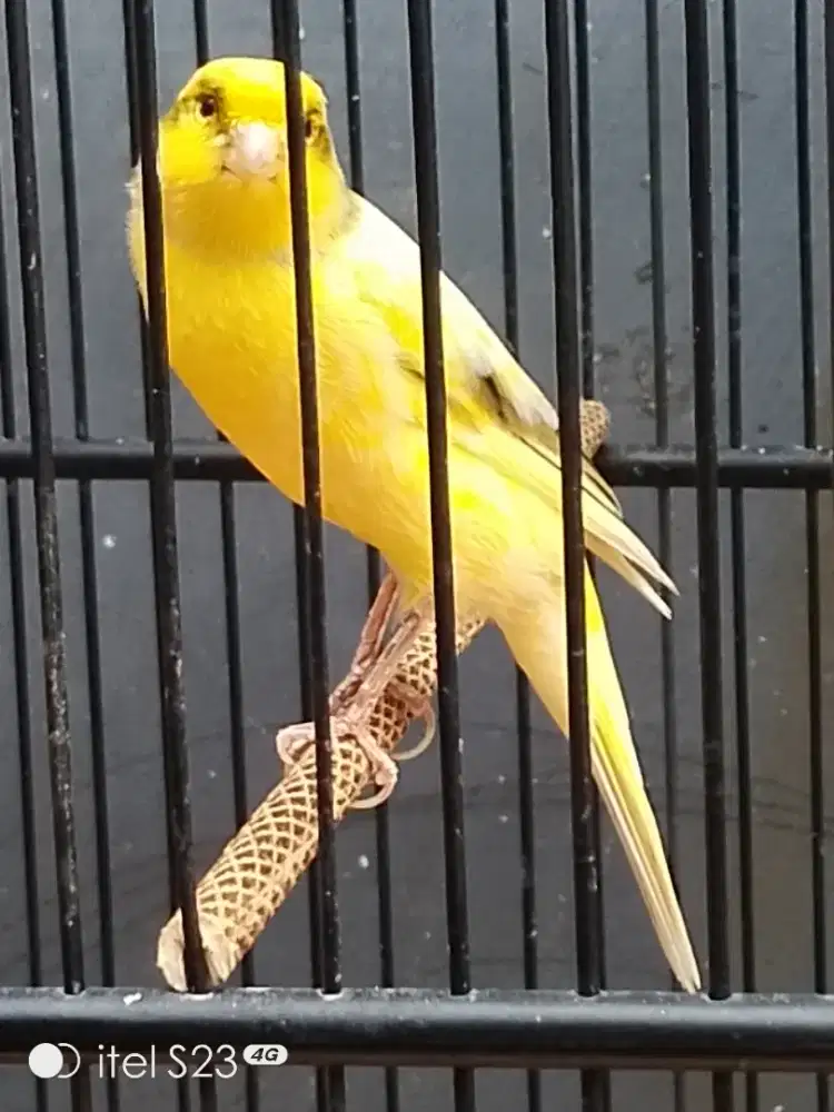 Kenari F1 Rasmi gacor