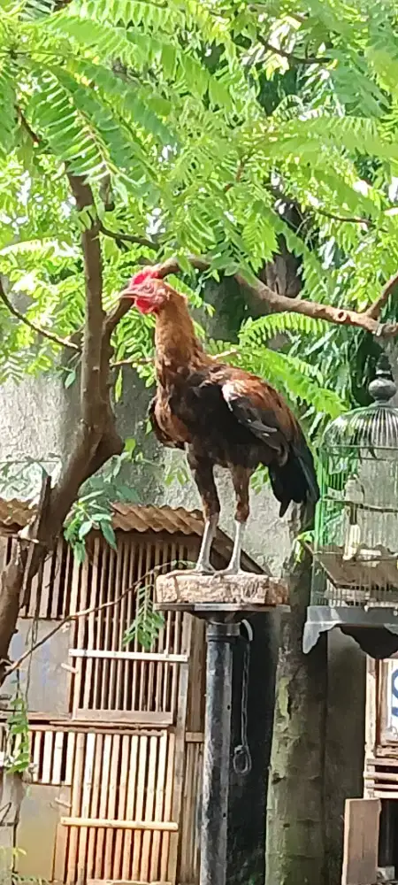 Ayam ketawa durasi sambung