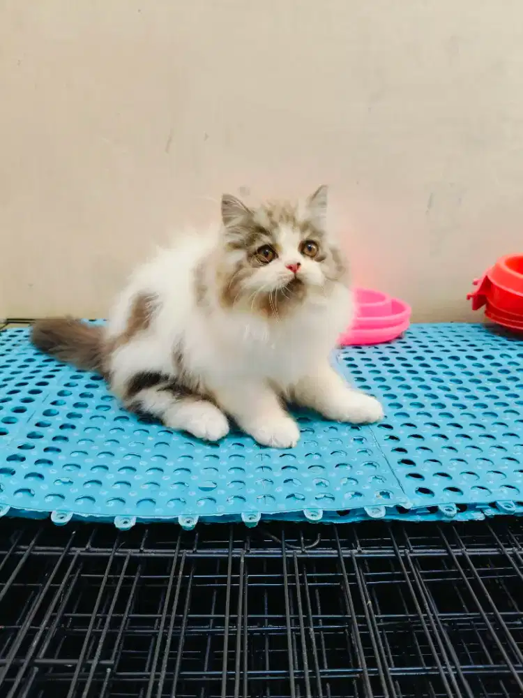 Kitten Persia abu putih