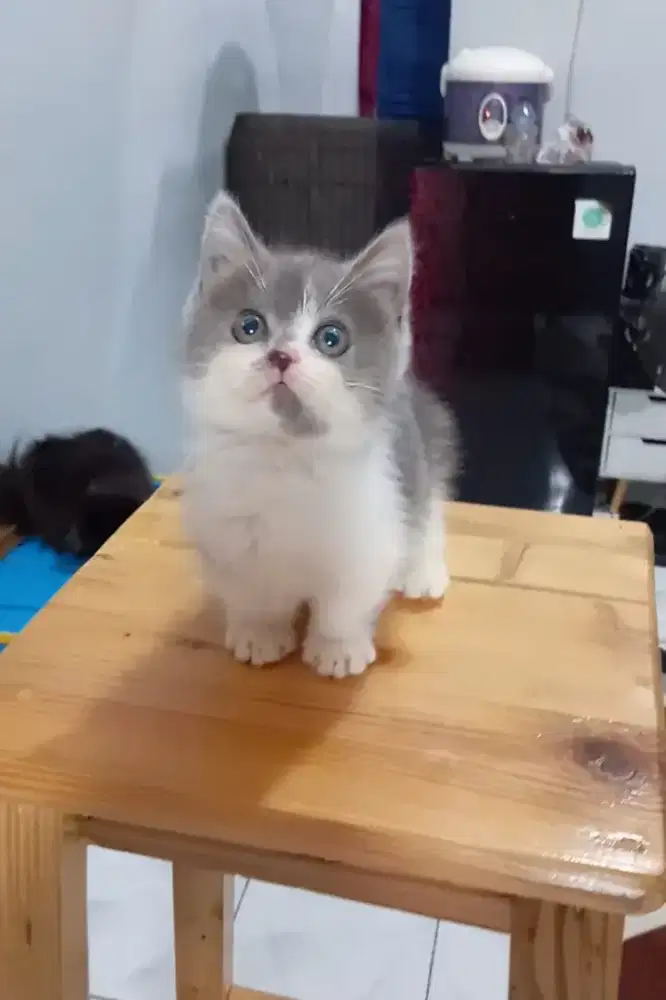 BSH Munchkin jantan bicolour 2 bulan setengah