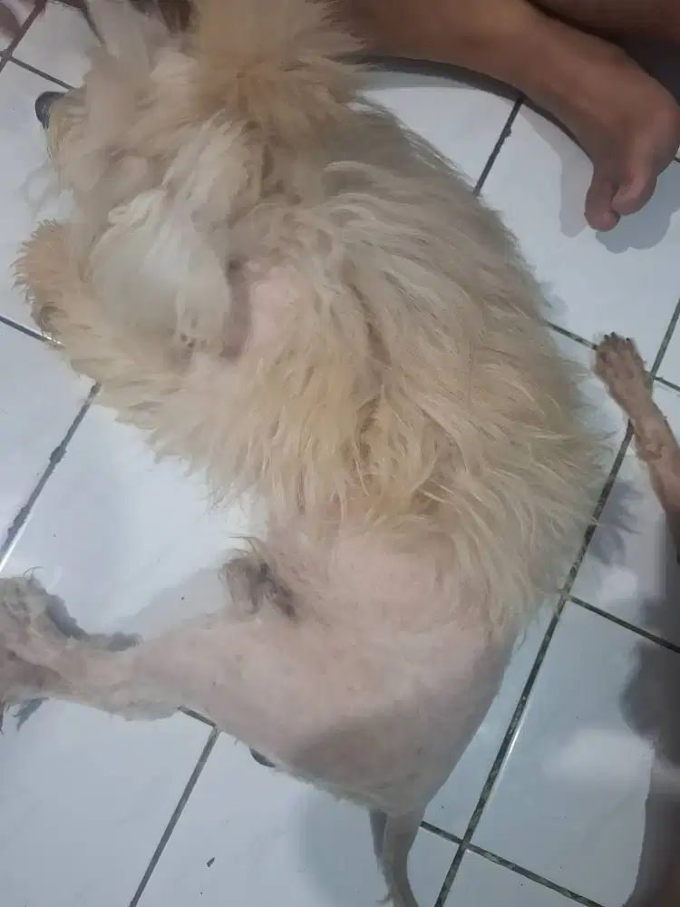 Anjing Pom dan anjing Poodle