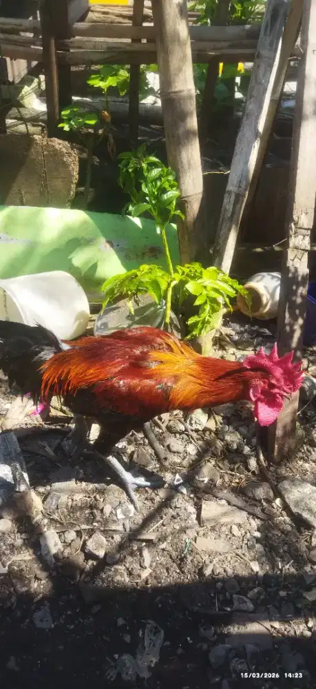 AYAM JAGO MERAH PELUNG