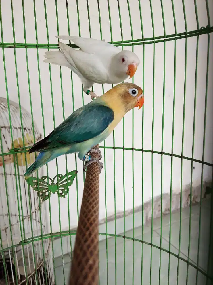 Biola aqua split ino mm