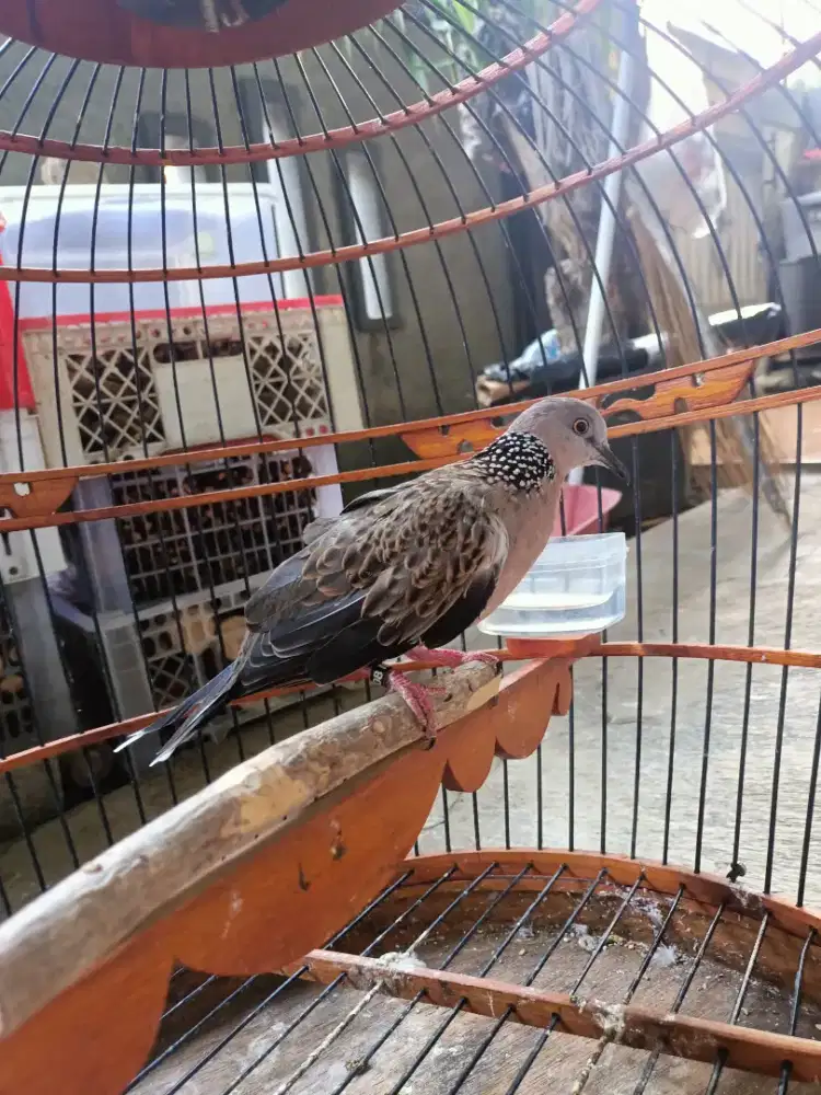 Burung tekukur derkuku kuk 5
