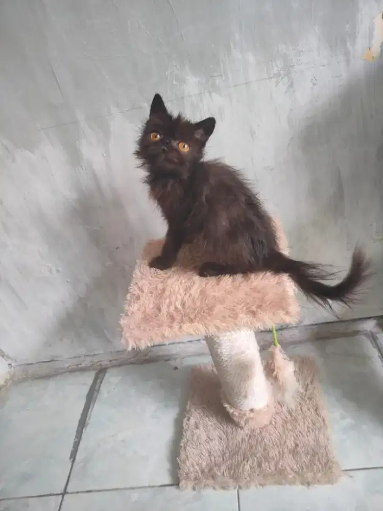 Peaknose jantan 3 bulan