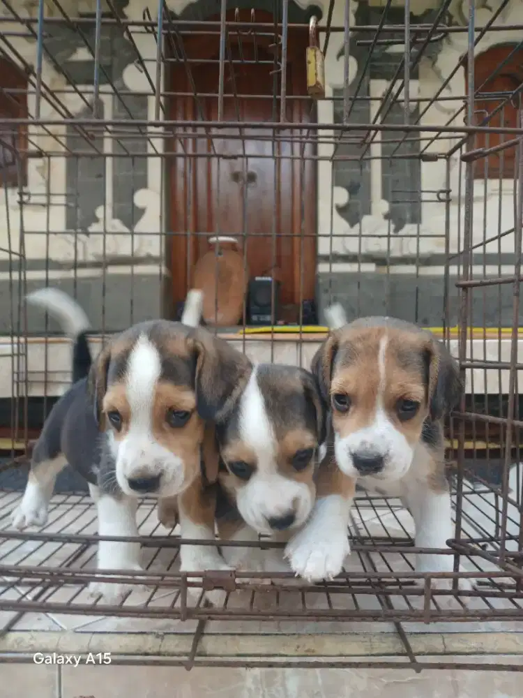 Anakan Anjing Beagle Jantan