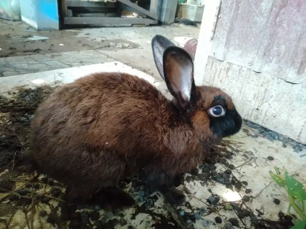 kelincin jantan indukan