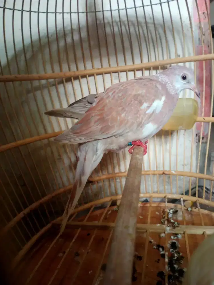 Derkuku warna mkh blorok