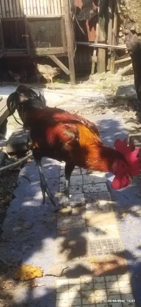 AYAM JAGO MERAH PELUNG