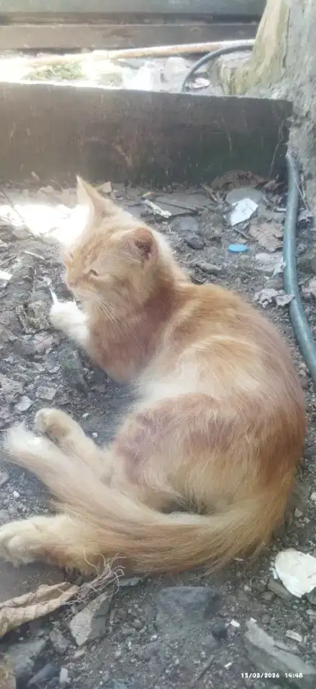 Kucing Oren MIX