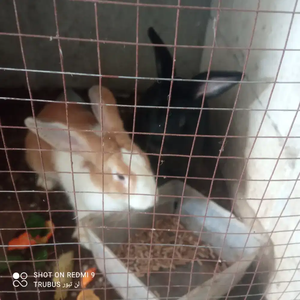 kelinci sepasang murah