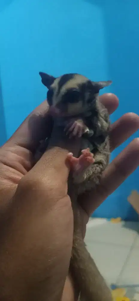 Sugar glider sugarglider