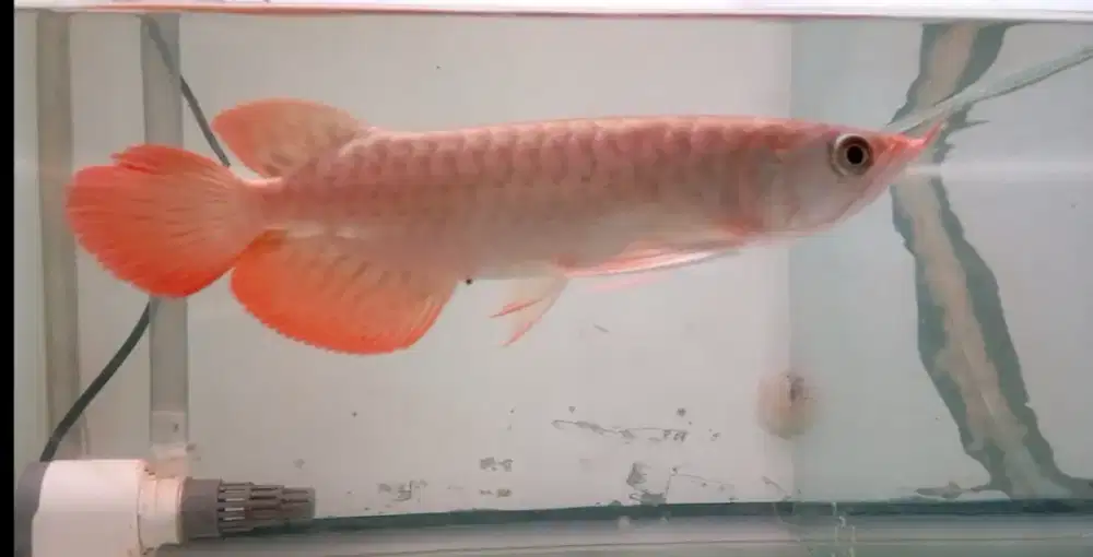 Arwana super red 25cm