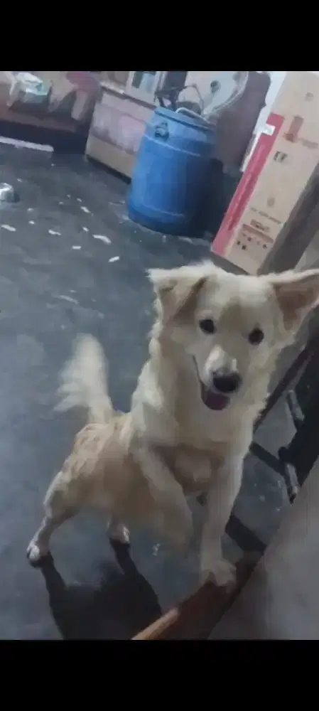 Anjing jantan lucu gemoy