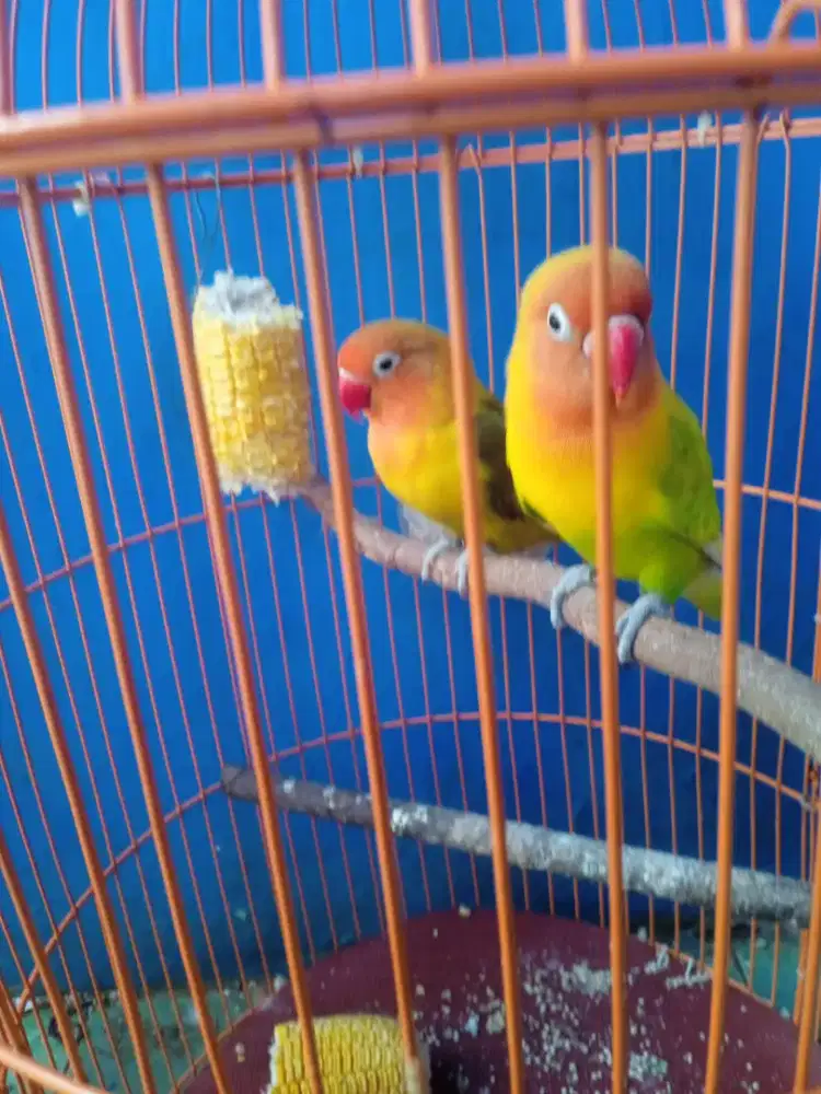 Burung Lovebird 1 pasang