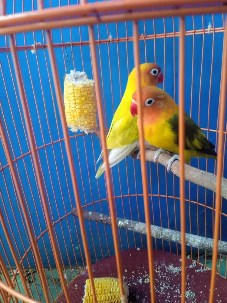 Lovebird 1 pasang .