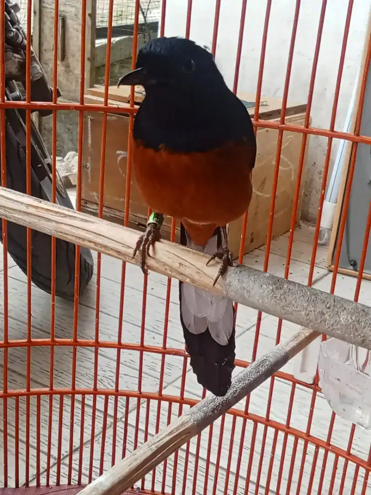 Murai hutan kaki item