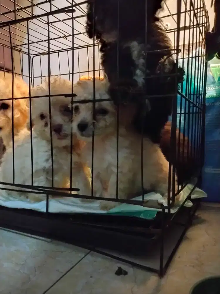 Open booking Poodle DOB 2 feb'26