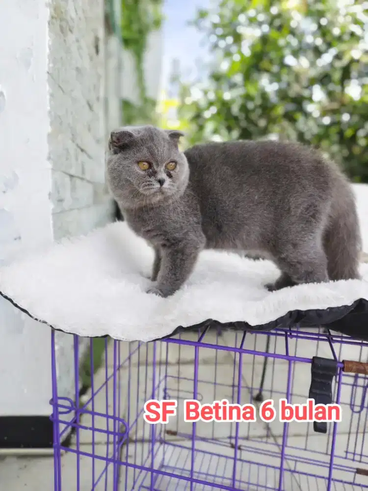 Scottish fold/ Kucing SF / BSH