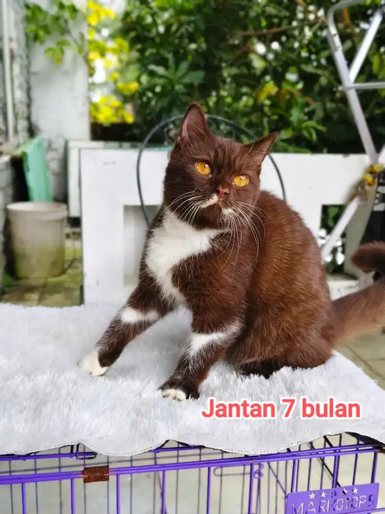 British Shorthair Cinamon / BSH choco
