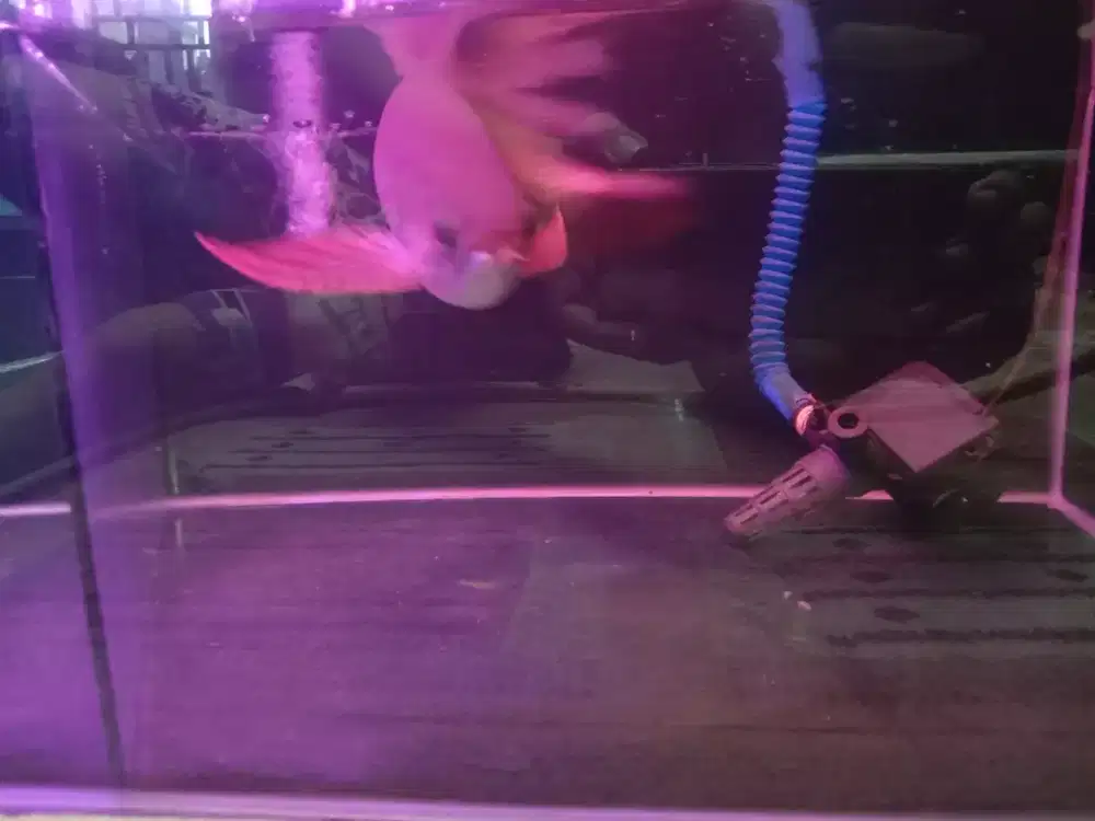 Arwana Golden kwalitas seperti SR cakep size  -+27cm