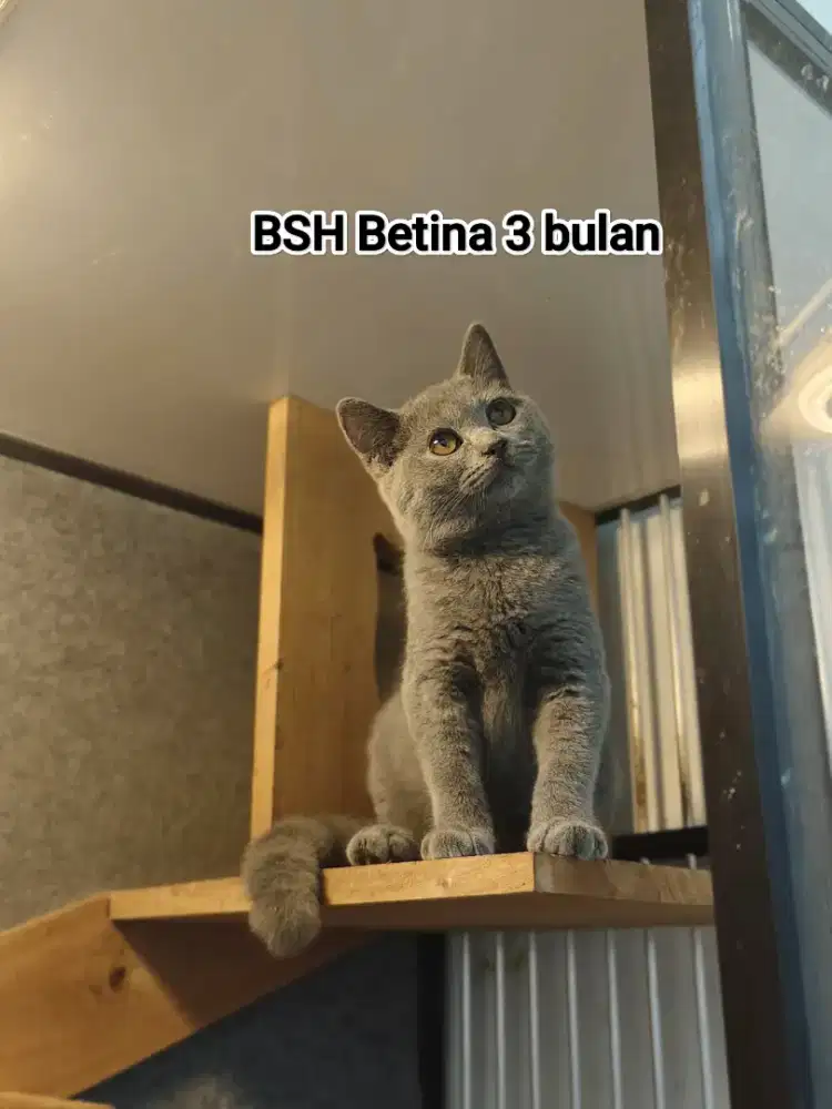 British Shorthair / Kucing BSH