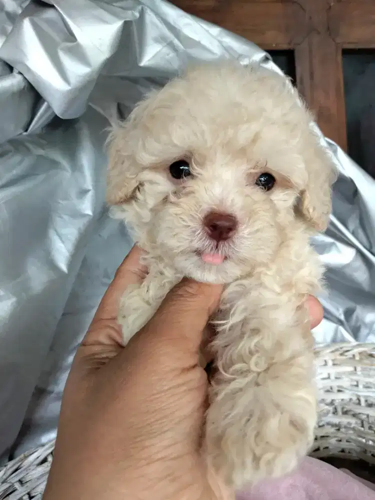 Open booking Poodle DOB 2 feb'26