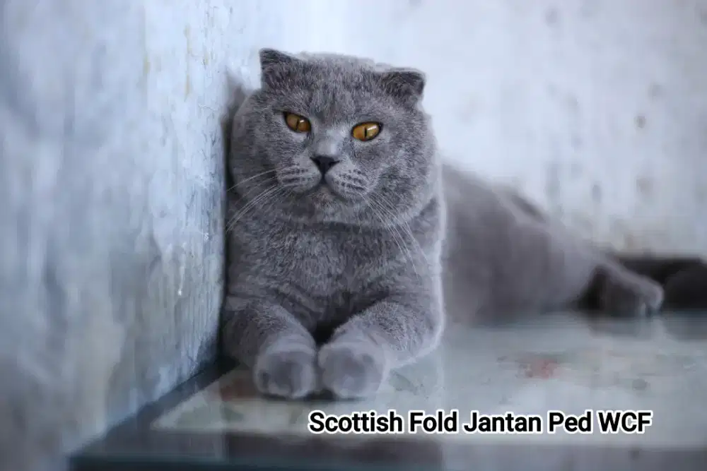 Scottish Fold/ Kucing SF Ped WCF