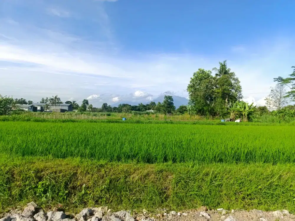 Tanah Sleman Dekat Masjid Suciati Cocok Untuk Hunian
