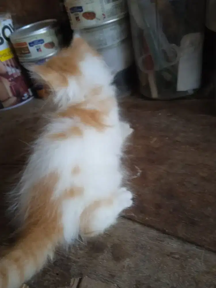 Kitten Abu Solid Jantan