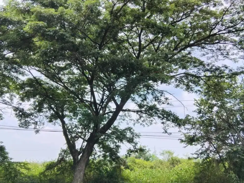 Dijual Tanah Pinggir Jalan Nasional Nganjuk Jalan Raya Sukomoro Jawa Timur  AAN.A0013