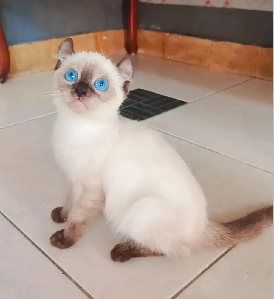 NS Himalaya Kinkalow Jantan