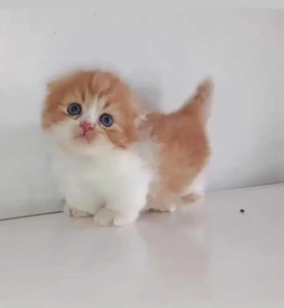 Kitten Munchkin Gealic Scottish Jantan