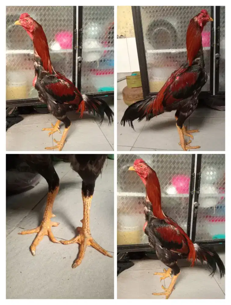 Ayam Bangkok klasik ukuran 5-5,5