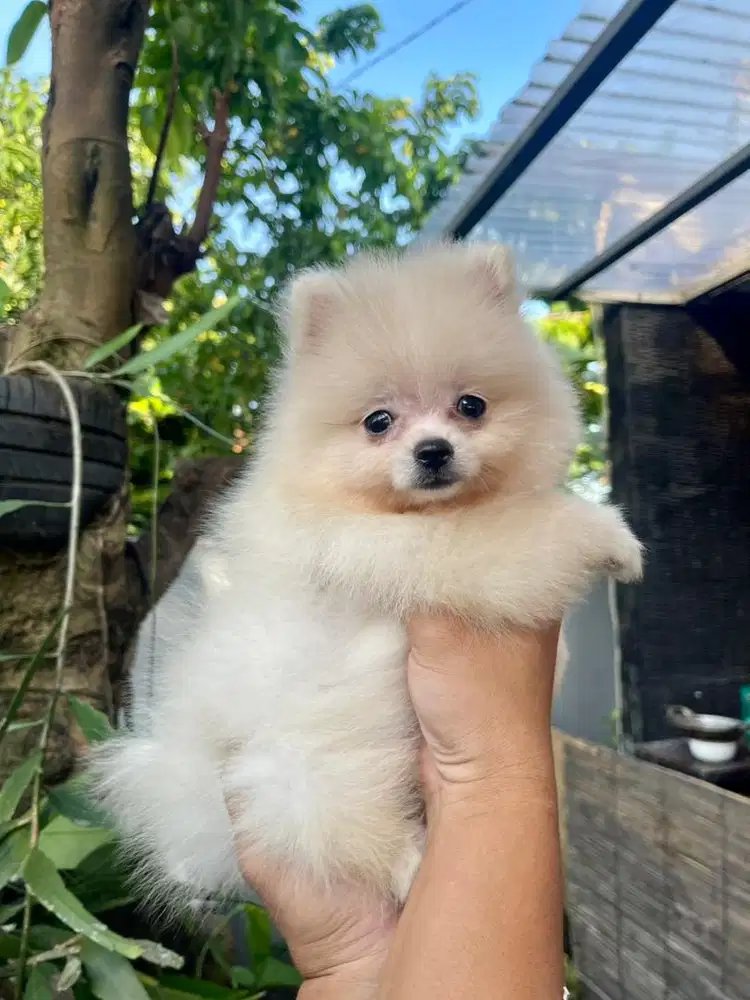 Minipom betina Gembul